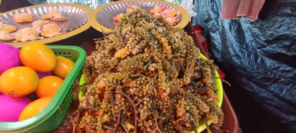 Fresh green lato sea grapes, a seaweed often served as salad in Palawan
