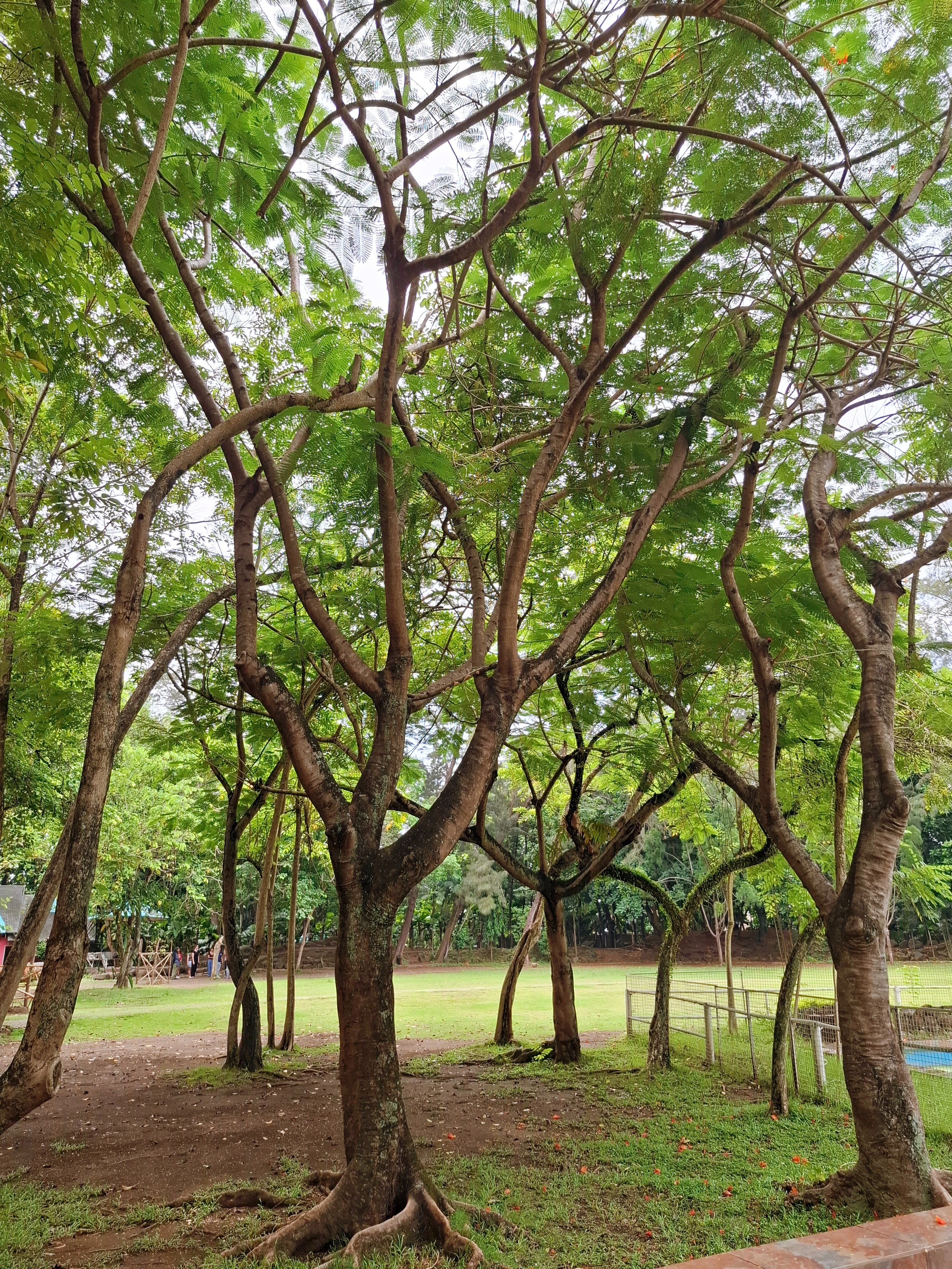 Trees and shaded greenery inside People's Park in Davao City