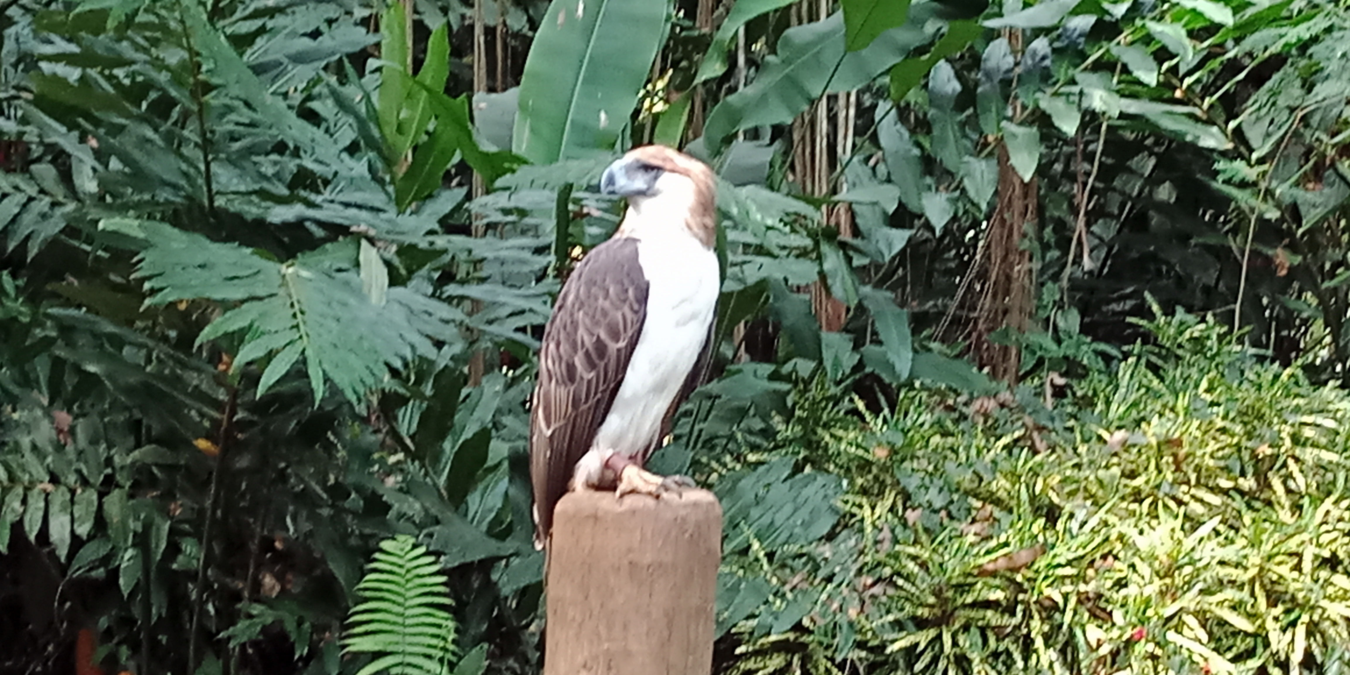 A Philippine eagle at the Philippine Eagle Center in Malagos, Davao City
